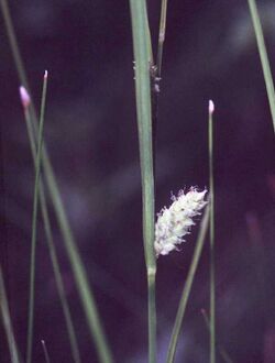 Carexpellita.jpg