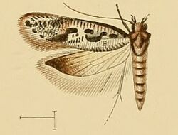 Caryocolum sciurella.jpg