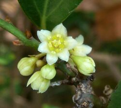 Cinnamomum burmannii, blom en blomknoppe, a, Manie van der Schijff BT.jpg