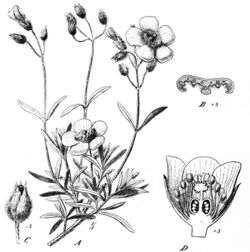 Cistus munbyi.jpg