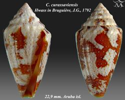 Conus curassaviensis 1.jpg