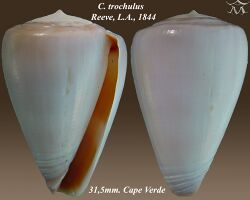 Conus trochulus 2.jpg