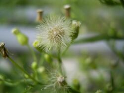 Conyza-canadensis-seeds.jpg