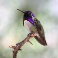 Costas-hummingbird.JPG