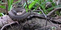 Cottonmouth (Agkistrodon piscivorus) photographed in Liberty Co., Texas. W. L. Farr.jpg