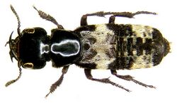 Creophilus maxillosus (Linné, 1758) (3411620571).jpg