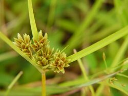 Cyperus nipponicus.JPG