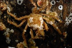 Decorator crab (Oregonia gracilis) covered with baby sea stars.jpg