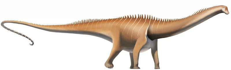 File:Diplodocus carnegii (flipped, cropped).jpg
