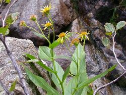 Doronicum corsicum.jpg