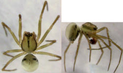 Drapetisca australis male rev.png