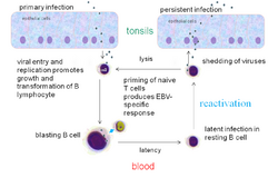 EBV infection cycle in healthy humans.png