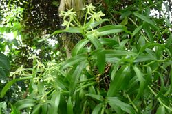 Epidendrum rigidum.JPG