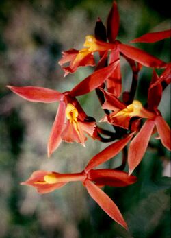 Epidendrum schomburgkii - 1.jpg