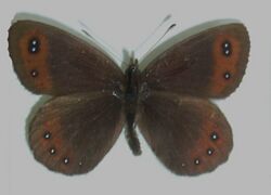 Erebia montana goante.JPG