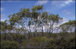 Eucalyptus absita (habit).jpg