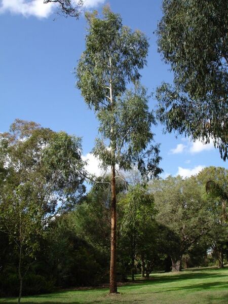 File:Eucalyptus viminalis.jpg