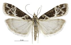 Eudonia melanaegis female.jpg