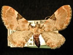 Eupithecia stellata.JPG