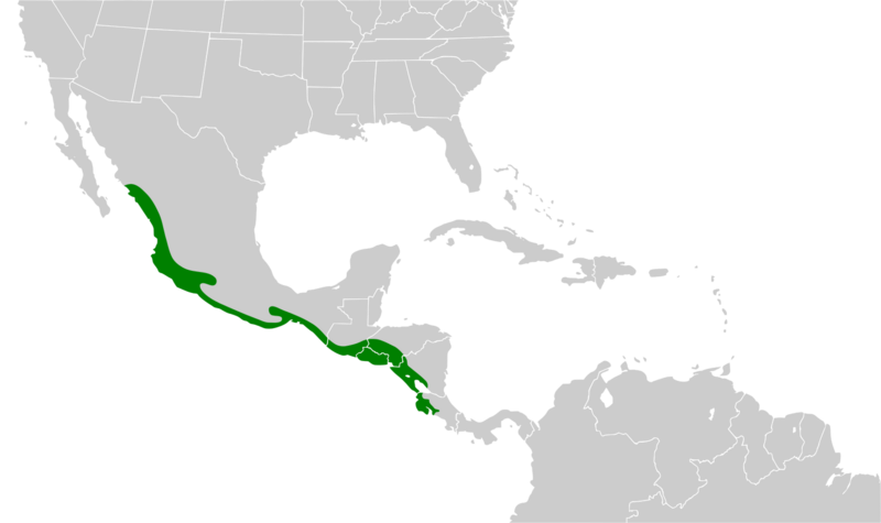 File:Eupsittula canicularis map.svg