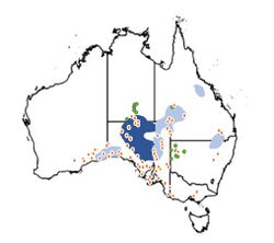 Extant and historical distribution of the plains rat across Australia.jpg