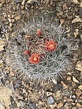 Ferocactus chrysacanthus grandiflorus 31406674.jpg