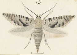 Fig 13 MA I437894 TePapa Plate-XXXIII-The-butterflies full (cropped).jpg
