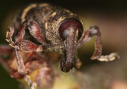 Flickr - Lukjonis - Bug - Hylobius abietis.jpg