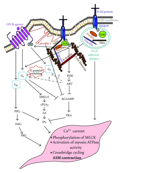 File:GPCR and itegrin signaling diagram.png