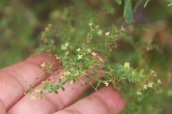 Galium porrigens.jpg