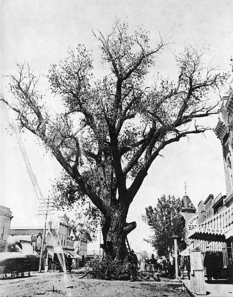 File:Hanging Tree Union Avenue Pueblo Colorado c 1880.jpg