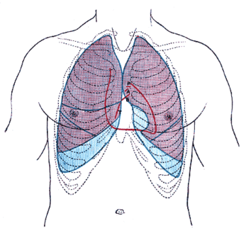 Heart-thorax-gray.gif