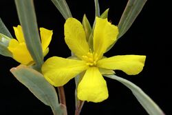 Hibbertia vaginata.jpg