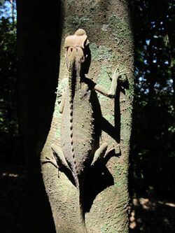 Hump-nosed Lizard 2.jpg