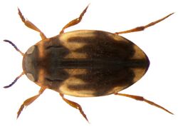 Hydroglyphus pusillus-geminus.jpg