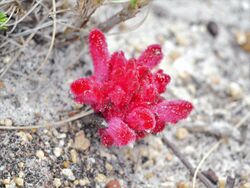 Hyobanche sanguinea in Cape Point-South Africa.jpg