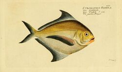 Ichthyologie; ou, Histoire naturelle des poissons (Plate 160) (7064488941).jpg