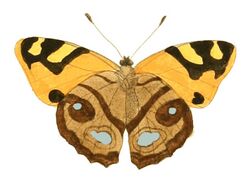 Illustrations of Exotic Entomology Nymphalis Cadma under.jpg