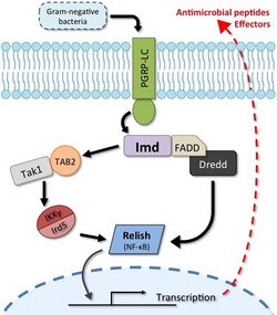 ImdPathway Sept2019.jpg