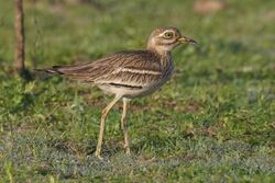 Indian stone-curlew in Nasirpur, Patiala 01 (cropped).jpg