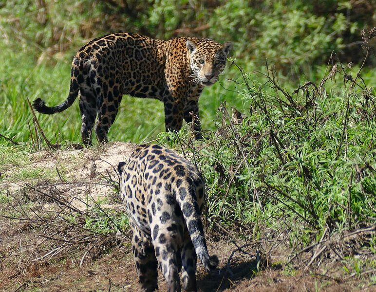 File:Jaguar (Panthera onca) male meeting a young female (back) ... - Flickr - berniedup.jpg