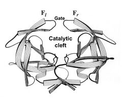 K1 HIV crab shape.jpg