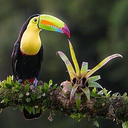 Keel-billed toucan in Costa Rica.jpg