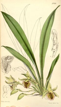 Kefersteinia graminea - Curtis' 84 (Ser. 3 no. 14) pl. 5046 (1858).jpg