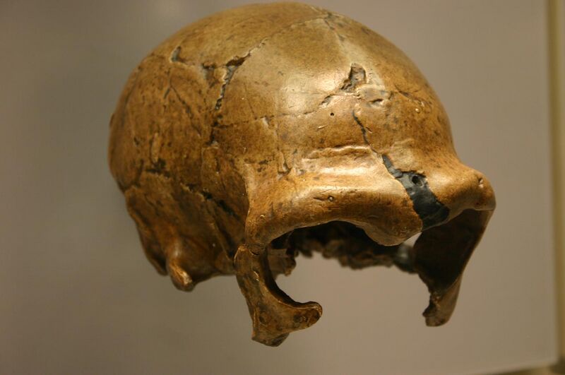File:La Quina. H 5. Homo neanderthalensis.jpg