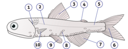 Diagram showing the external anatomy of a Hector's lanternfish, a type of bony fish