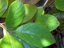 Litsea leefeana leaves.jpg