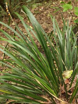 Lomandra spicata fruiting.jpg