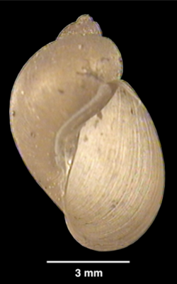 Lymnaea meridensis shell.png