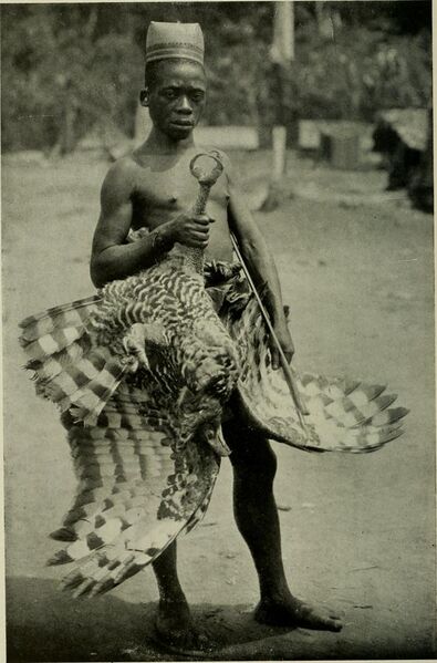 File:Makere native with a great-crowned eagle, Herbert Lang.jpg